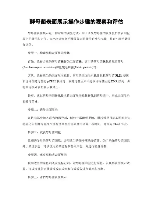 酵母菌表面展示操作步骤的观察和评估