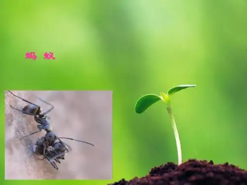 三年级语文下册 第2单元 7《蚂蚁的救助》课件3 语文S版