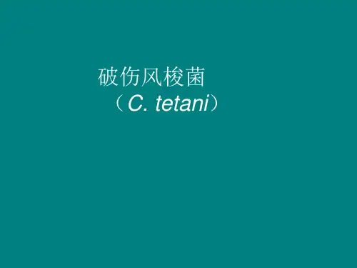 课件 破伤风梭菌