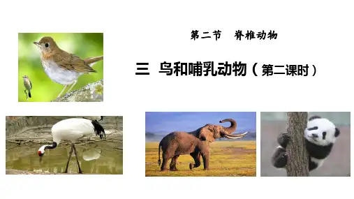 2.2.3鸟和哺乳动物第二课时课件-2024--2025学年人教版生物七年级上册