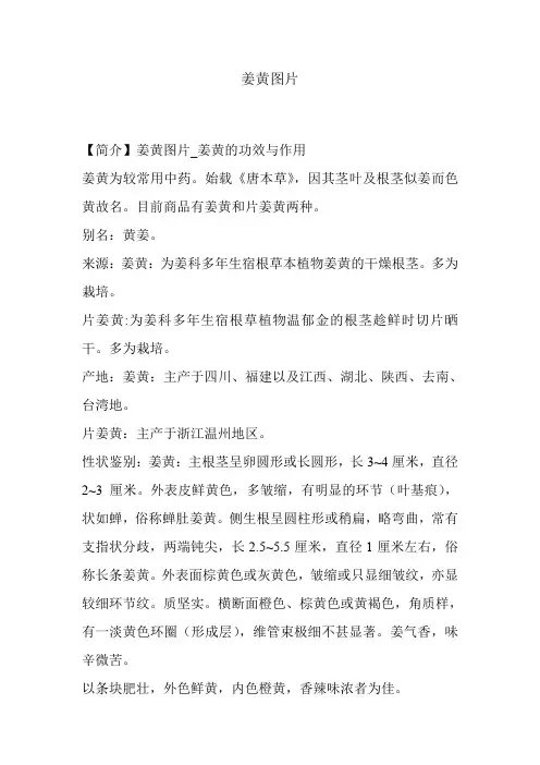 姜黄图片