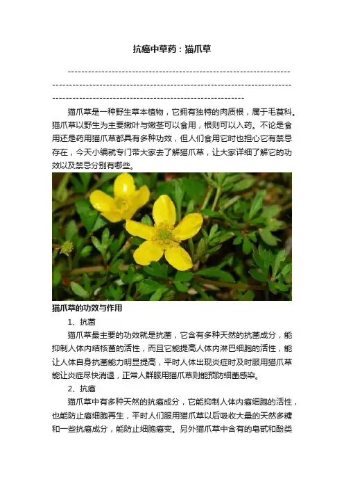 抗癌中草药：猫爪草