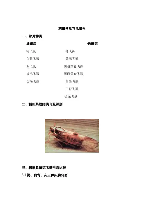 稻田常见飞虱识别