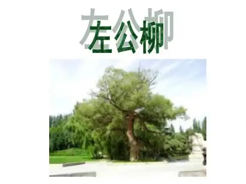 22__左公柳ppt