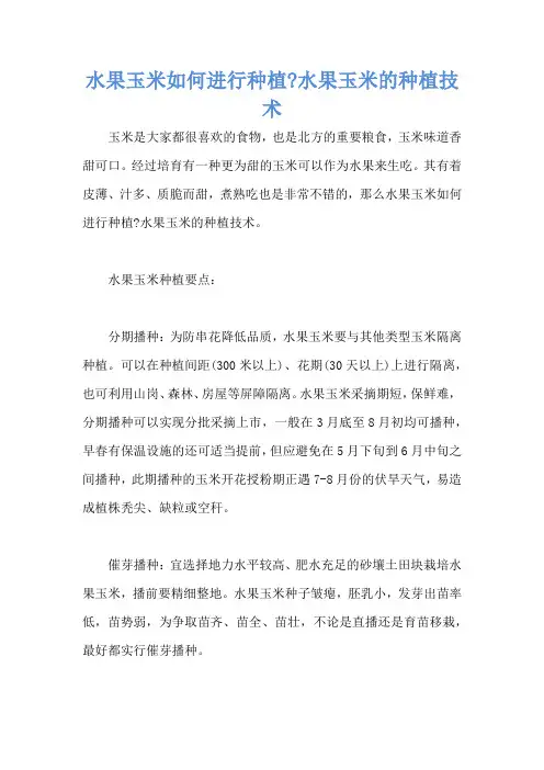 水果玉米如何进行种植-水果玉米的种植技术
