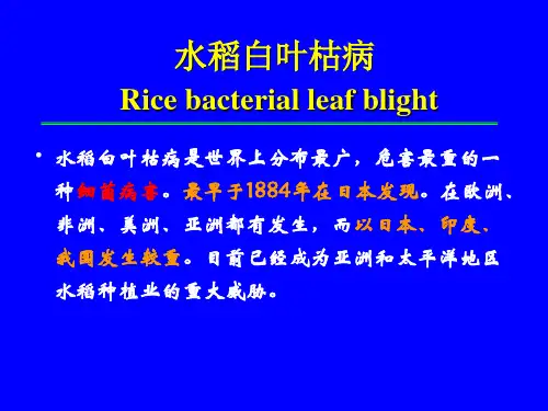水稻病害-白叶枯、细条病(修改完)
