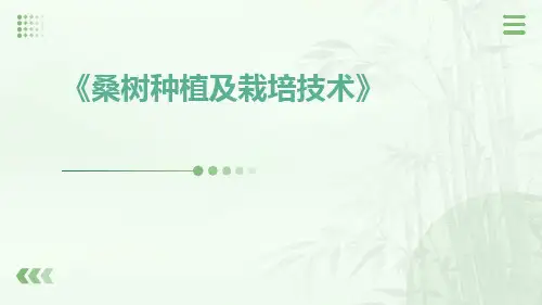 桑树种植及栽培技术