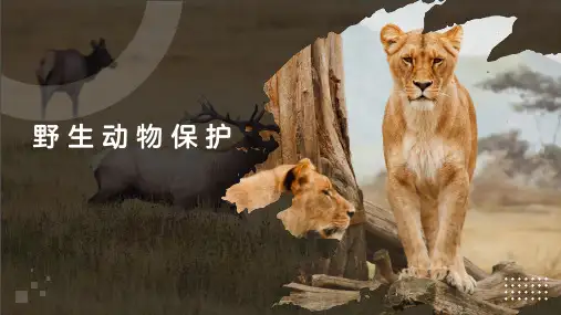 野生动物保护宣传教育