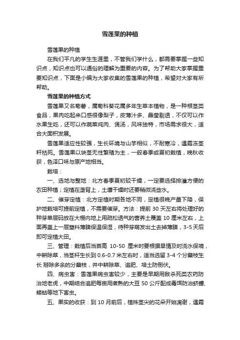 雪莲果的种植