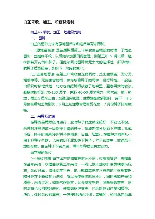 白芷采收、加工、贮藏及炮制