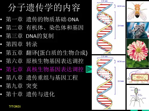 分子遗传学的内容