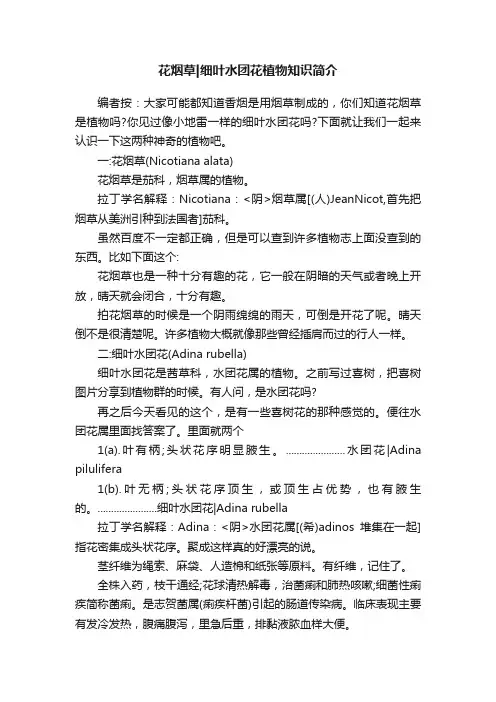 花烟草细叶水团花植物知识简介