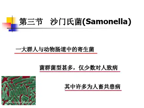 第四节沙门氏菌