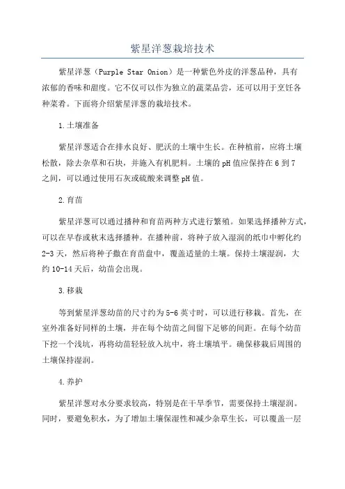 紫星洋葱栽培技术
