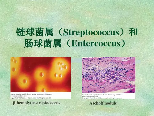 《细菌学》教学课件：链球菌属(Streptococcus)和肠球菌属(Entercoccus)