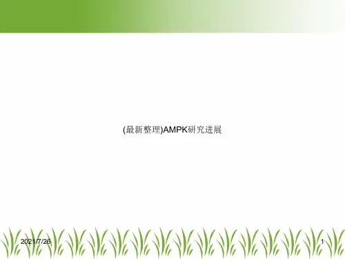 (最新整理)AMPK研究进展
