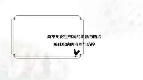 鸡球虫病课件(共29张PPT)《禽病防治》