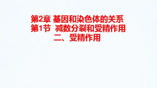 2.1.2 受精作用-高一生物课件(人教版2019必修2)