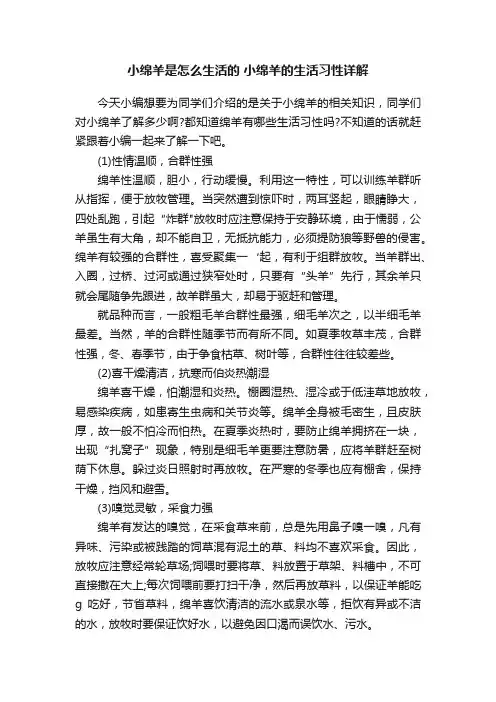小绵羊是怎么生活的小绵羊的生活习性详解