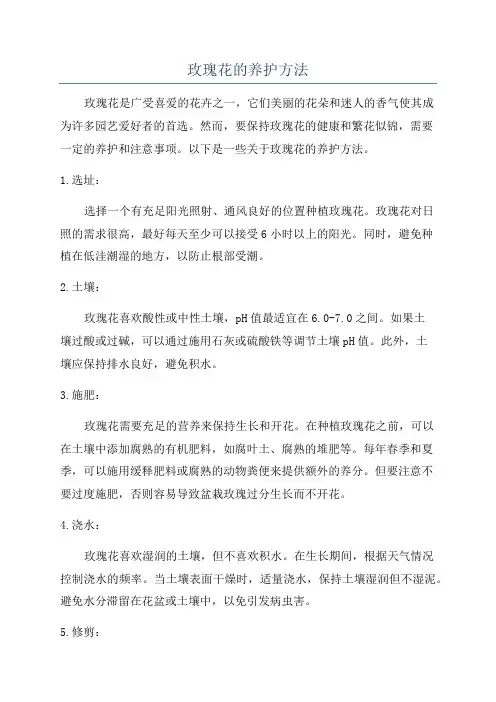 玫瑰花的养护方法