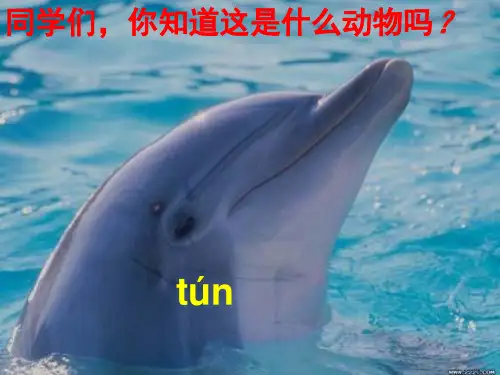 语文S版《海豚救人》PPT课件