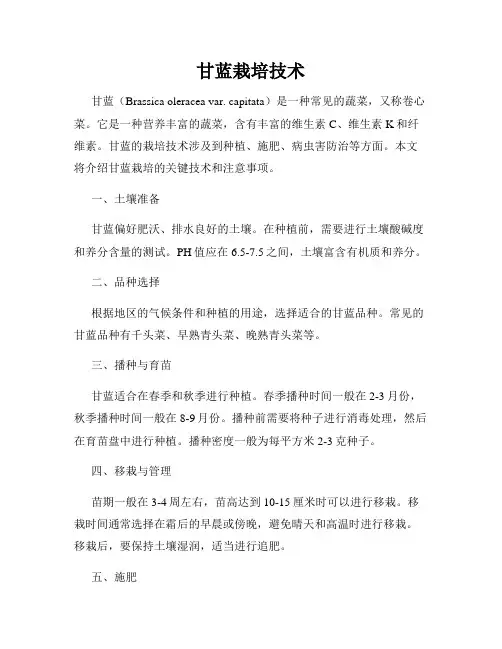 甘蓝栽培技术