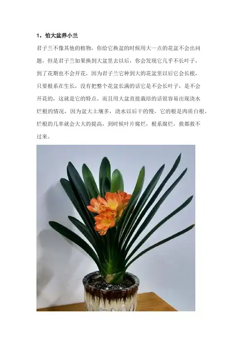 君子兰最怕什么