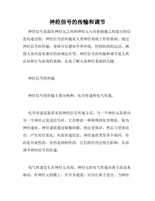 神经信号的传输和调节