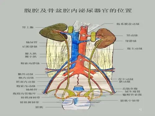 动物的泌尿系统演示PPT