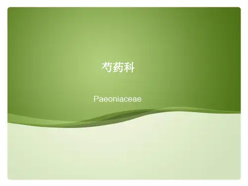 芍药科