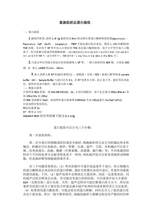 组织蛋白提取