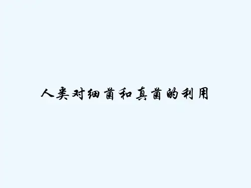 人类对细菌和真菌的利用 PPT