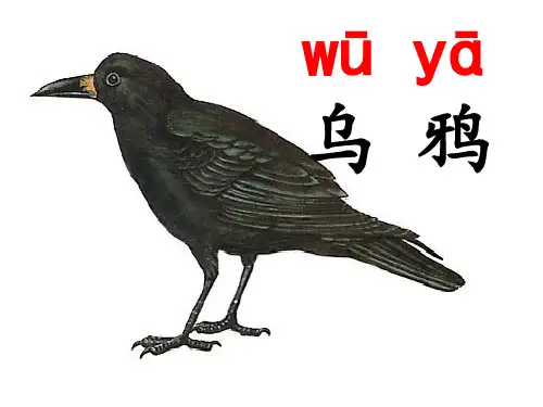 一年级上册语文课件乌鸦喝水人教部编版
