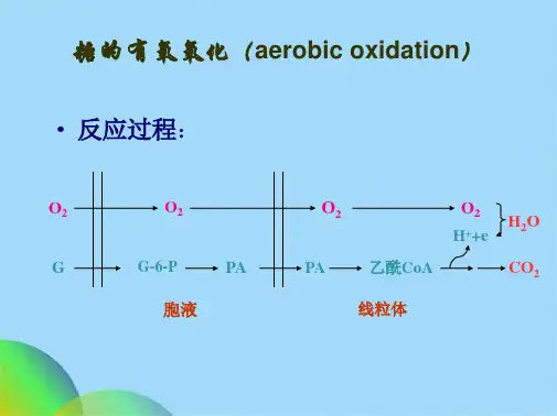生物化学 第九章 柠檬酸循环(共62张PPT)