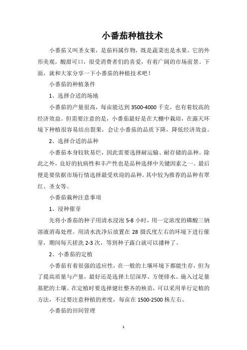 小番茄种植技术