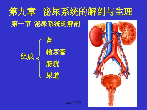 第九章 泌尿系统解剖与生理ppt课件