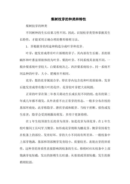 梨树枝芽的种类和特性