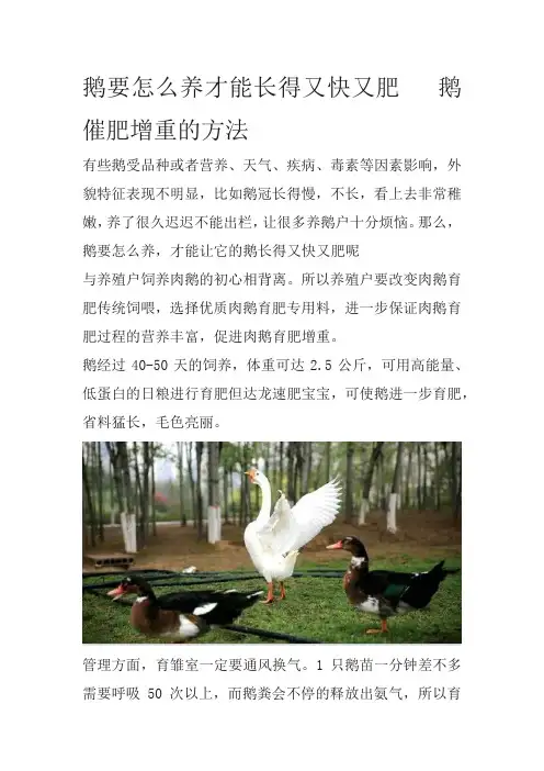 鹅要怎么养才能长得又快又肥   鹅催肥增重的方法