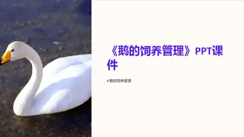 《鹅的饲养管理》课件