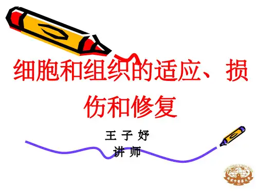《适应损伤和修复》PPT课件