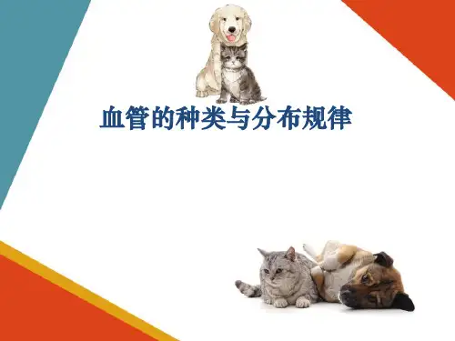 动物心血管系统—心血管器官(宠物解剖生理课件)