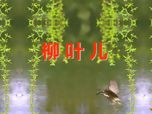 柳叶儿PPT课件(整合好、公开课)
