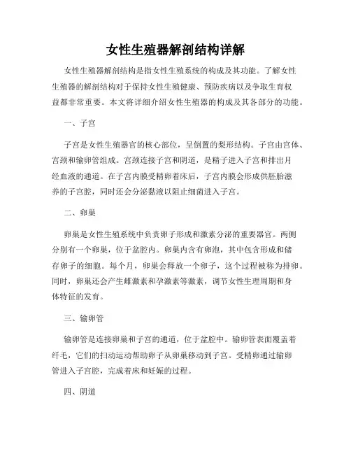 女性生殖器解剖结构详解