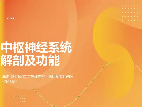 中枢神经系统解剖及功能