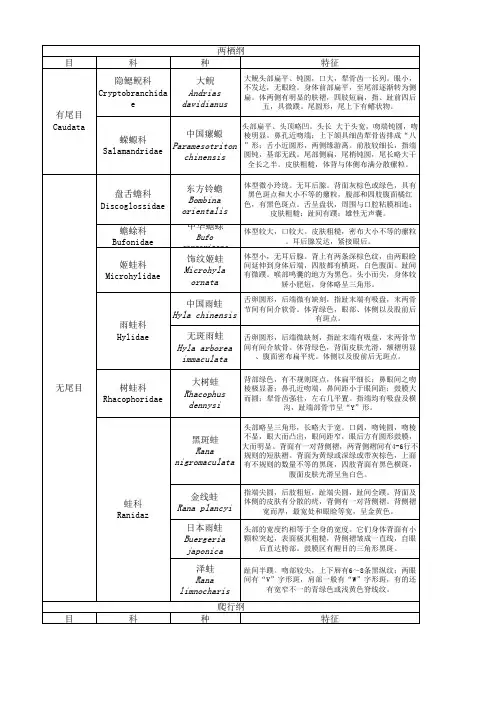 爬行纲两栖纲