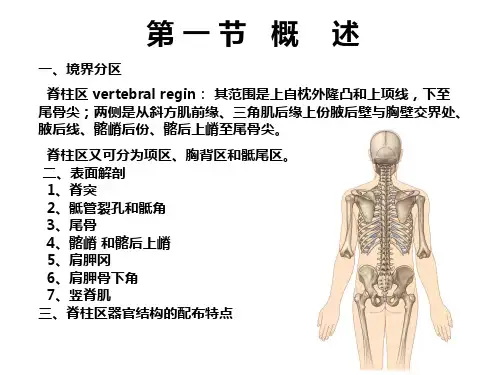 断层解剖学课件：脊柱四肢_(2)