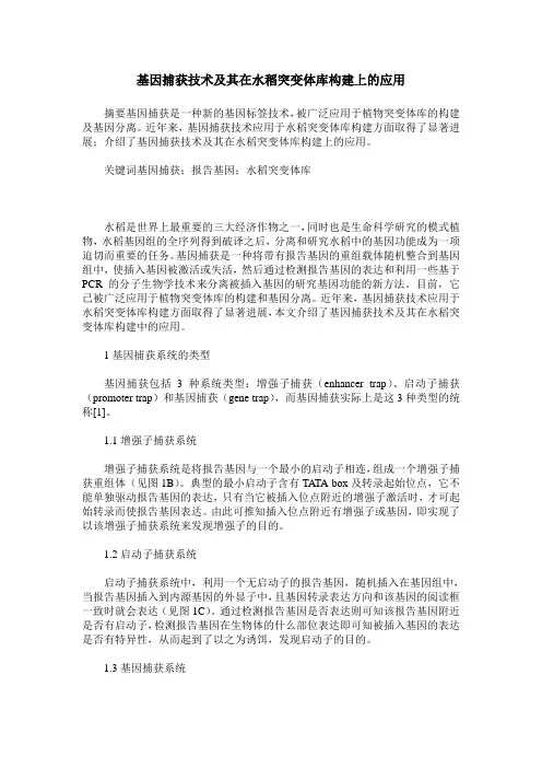 基因捕获技术及其在水稻突变体库构建上的应用
