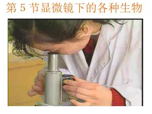 年显微镜下的各种生物--湘教版