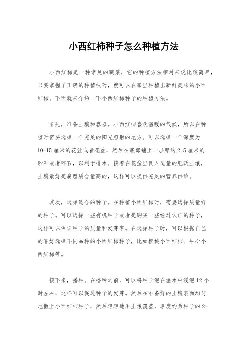 小西红柿种子怎么种植方法