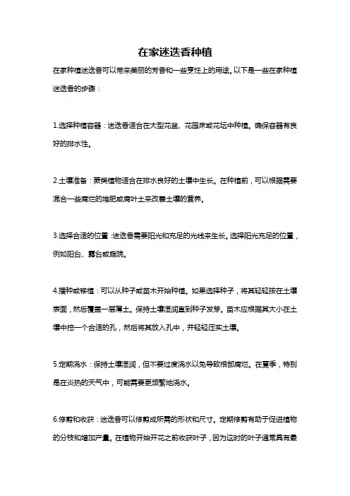 在家迷迭香种植